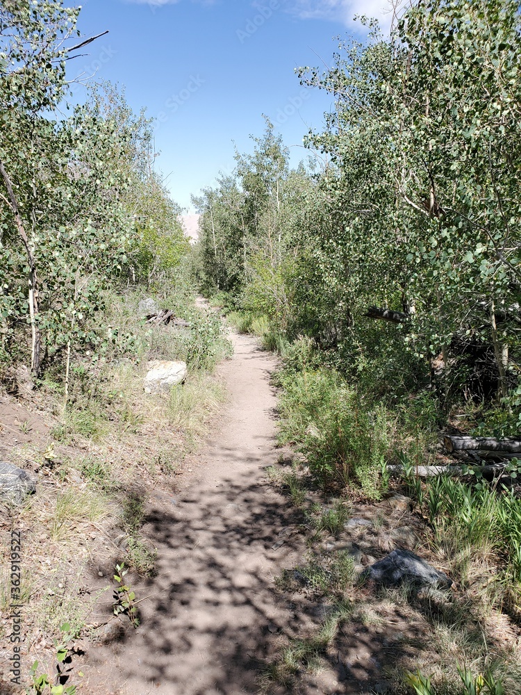 Hiking path surrounded by trees in Colorado Hiking path surrounded by trees in Colorado