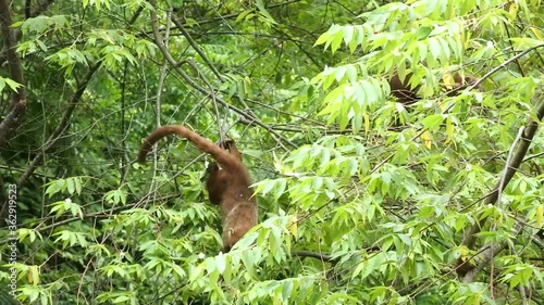 Coaties eating fruits on a tree in Panama photo