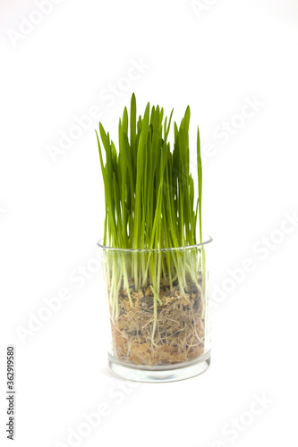 Green grass in a glass. Germinated oats. Vitamins for pets. background. Banner. isolate. copyspace