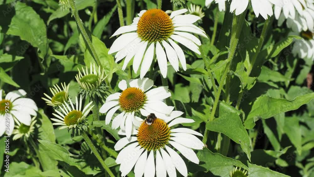 Echinacea purpurea 'alba' | Grandes fleurs retombantes et solitaires blanc crème de Rudbeckia pourpre 'Alba' ou échinacées blanches au centre conique et hérissé orange brun 