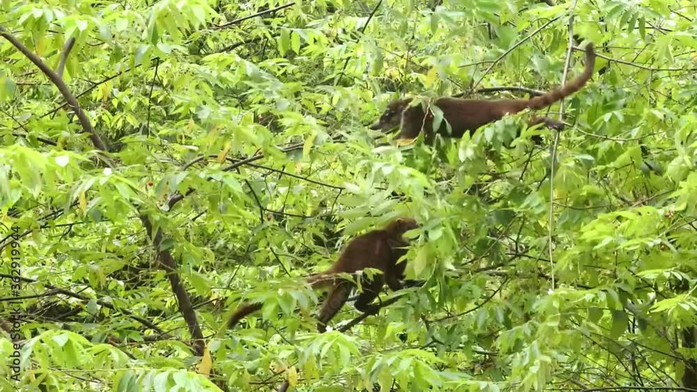 two Coaties eating fruits on a tree in Panama two Coaties eating fruits on a tree in Panama