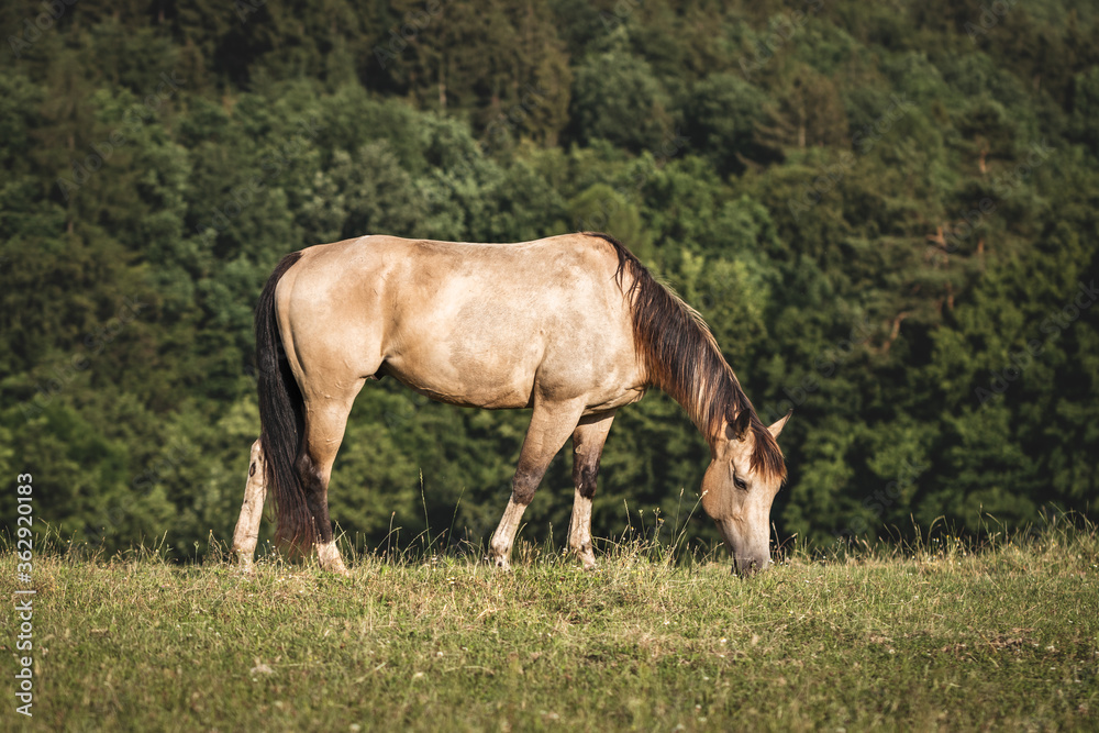 Horse grazing on pasture