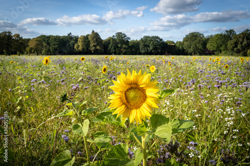 Zwischenfruchtanbau - Greening,  Blütenmeer im Spätsommer auf vielen deutschen Äckern. photo