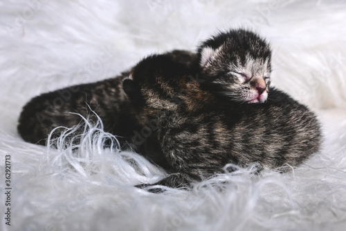 Katzenbabys auf weißem fell