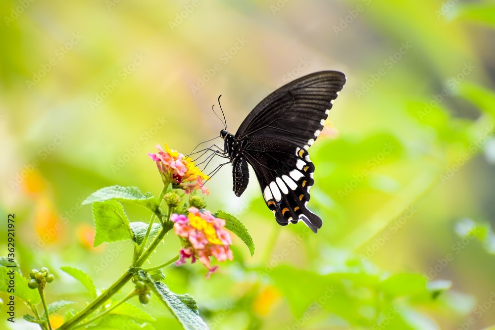 butterfly on a flower. Common Mormon Butterfly butterfly on a flower. Common Mormon Butterfly