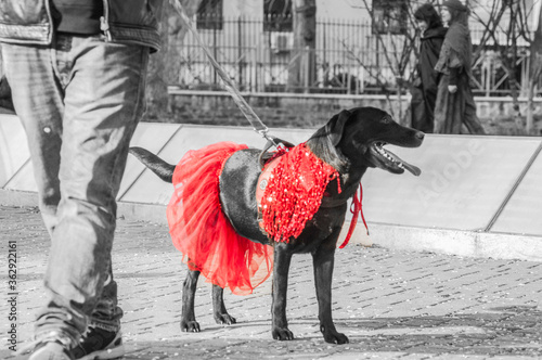 Cane a carnevale con vestito rosso