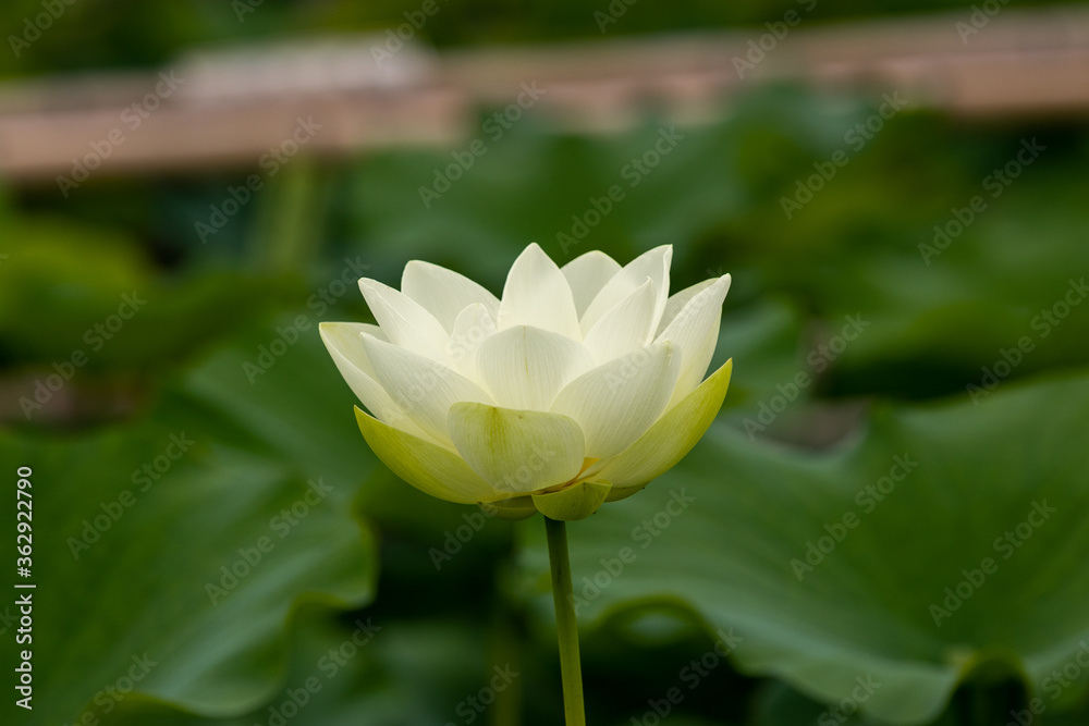 Fototapeta premium 蓮の花 埼玉県行田市 日本