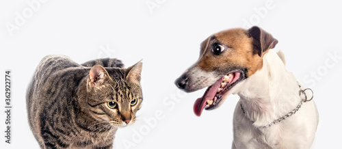 Fototapeta Naklejka Na Ścianę i Meble -  Close up portraits of cat and jack russell terrier together. Studio isolated.