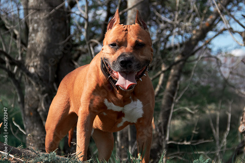 portrait of a Staffordshire Terrier