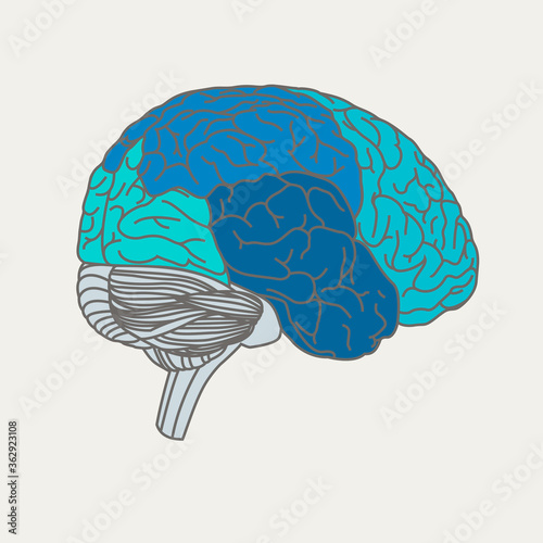 Human brain, meanders, mind