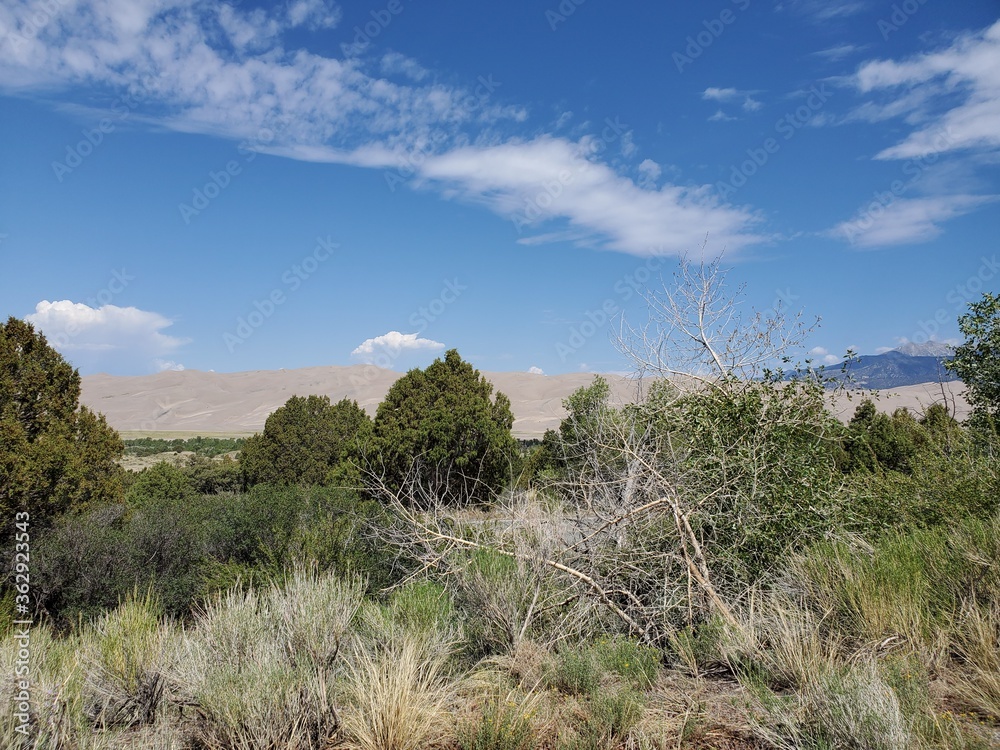 Trees in the foreground, sand dunes in the background Trees in the foreground, sand dunes in the background
