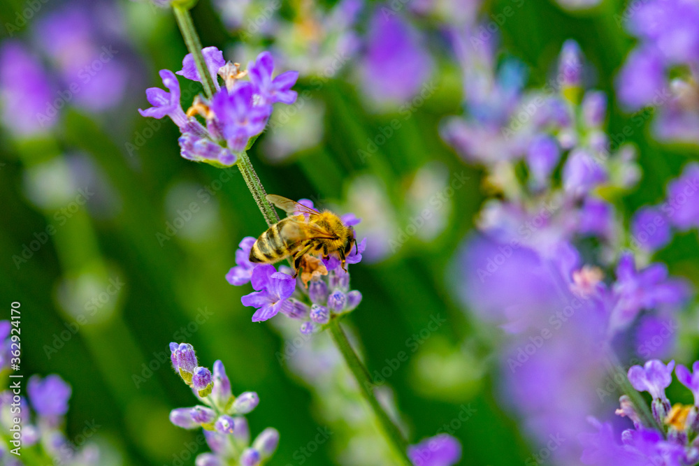 the bee collects pollen on the lavender flower the bee collects pollen on the lavender flower