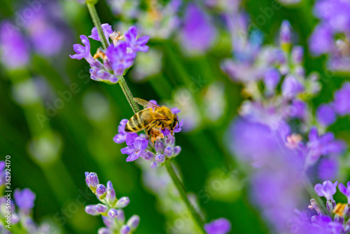 the bee collects pollen on the lavender flower