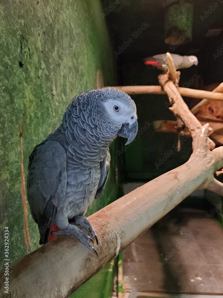 Obraz premium Large gray parrot on a branch