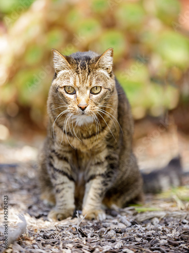 European Shorthair Cat Sitting and Staring © Yuval Helfman