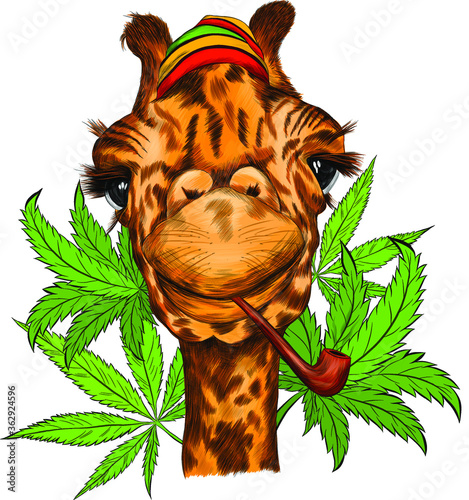 giraffe portrait funny Smoking a marijuana pipe on a background of hemp leaves vector illustration print