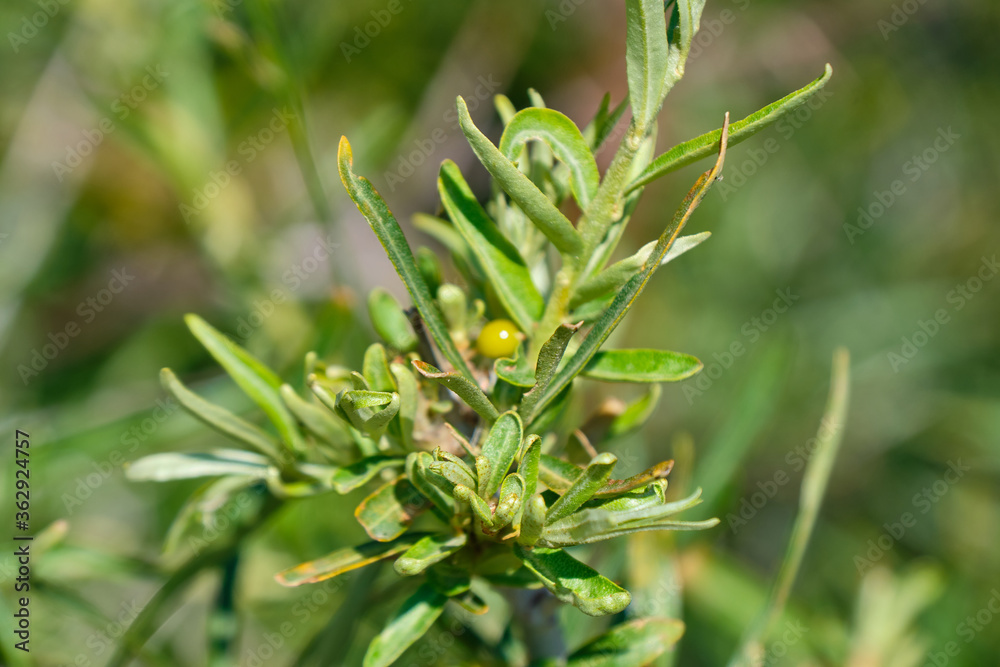 Sea-buckthorn in the middle of summer at an altitude of 1800 meters Sea-buckthorn in the middle of summer at an altitude of 1800 meters