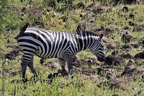 Plain Zebra   Equus quagga   in Nechisar National Park. South Ethiopia. Africa.