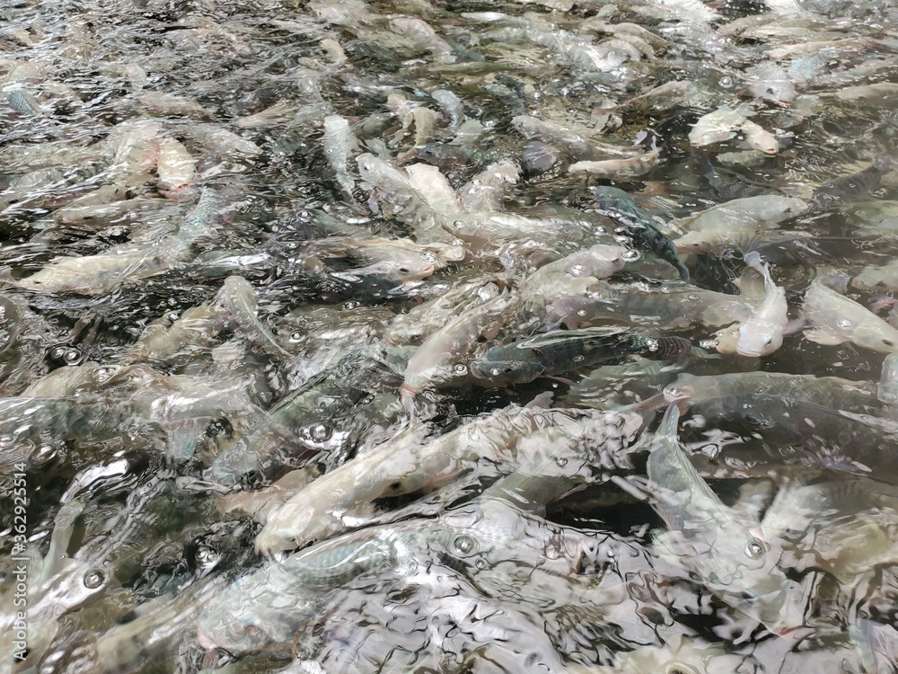 Tilapia fish swimming in a fish farm