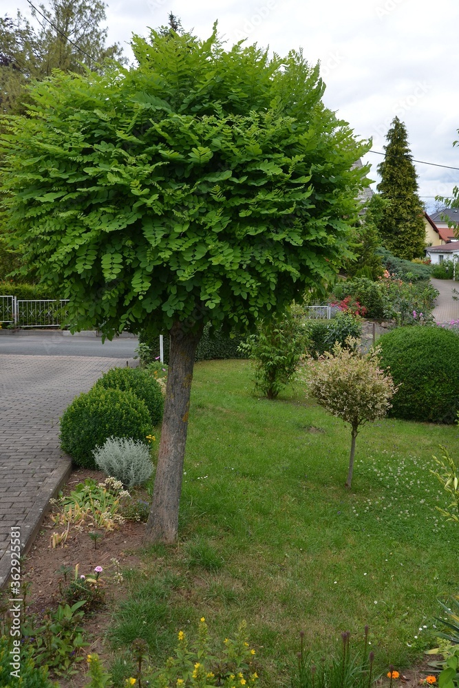 Kugelbaum im Sommergarten und Buchsbaum an der Einfahrt zum Hof Stock