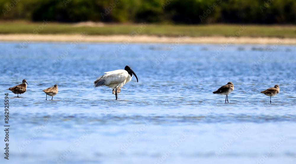 geese on the lake