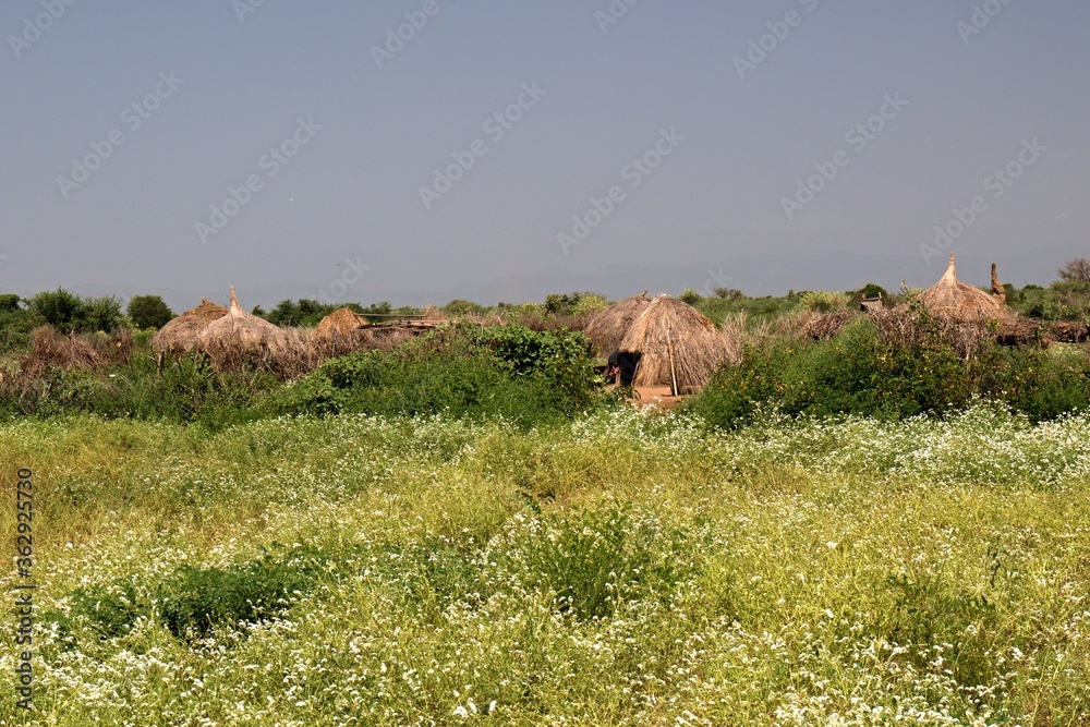 Obraz premium They inhabit the tribe of Nyangatom. Dwelling.Omo River. South Ethiopia. Near the Omo River. Africa.