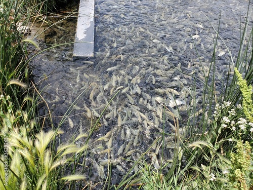 Tank of tilapia fish