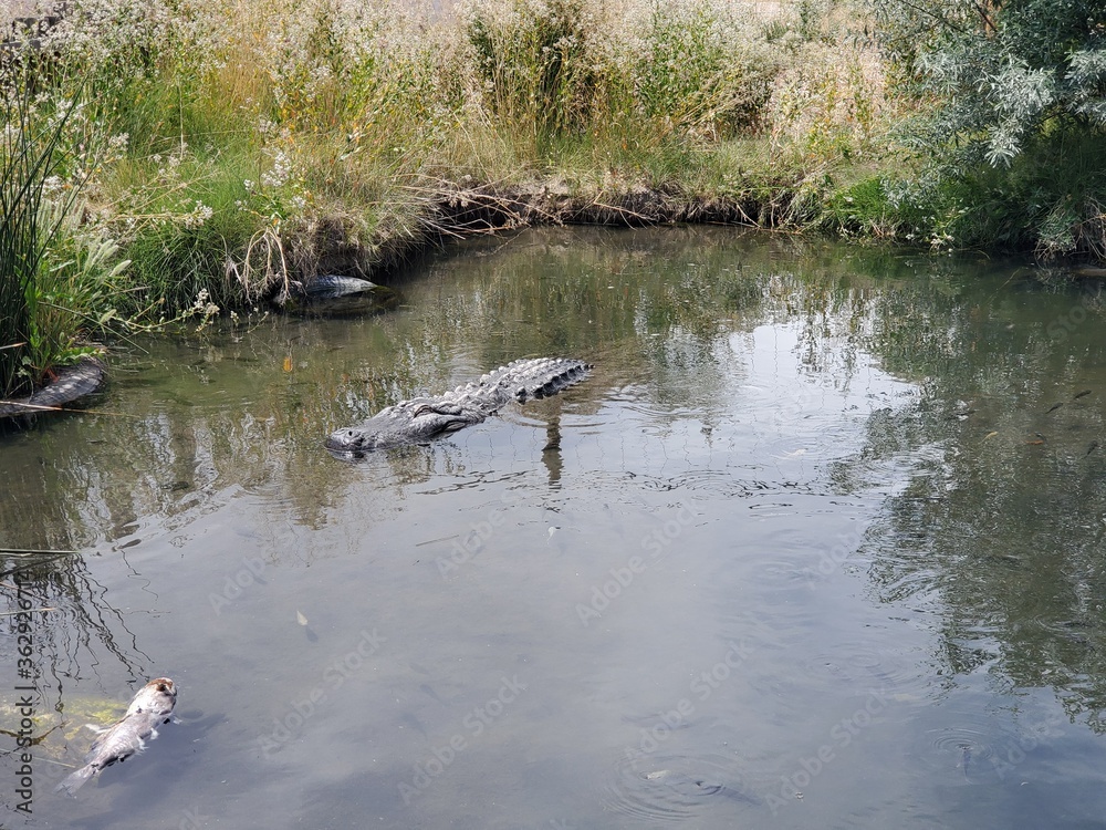 Large alligator swimming in the water