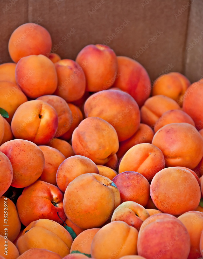 Summer fruit produce a box of organic whole apricots, ripe and ready for use.