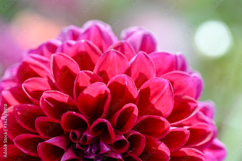 pink dahlia flower close up pink dahlia flower close up