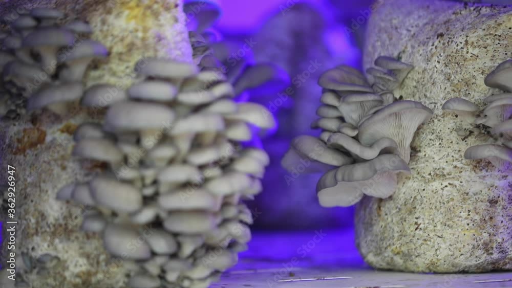 Oyster mushroom or Pleurotus ostreatus as easily cultivated mushroom. Close-up
