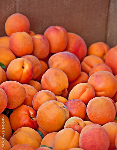 Summer fruit produce a box of organic whole apricots  ripe and ready for use.