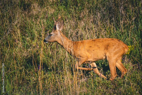 A young deer runs through the grass