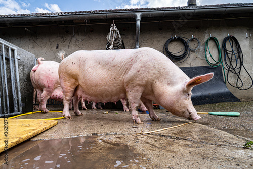 Schweinehaltung - waschen der Sauen  vor dem Umtrieb zur Abferkelung. photo