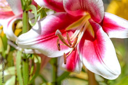 pink lily flower closeup