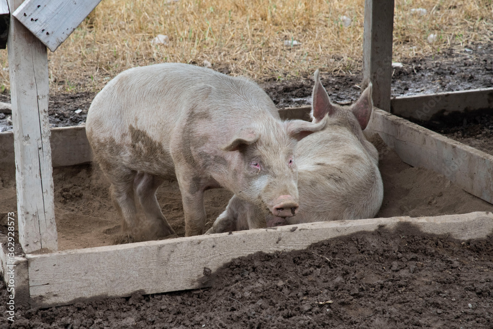 Fototapeta premium Porc salle