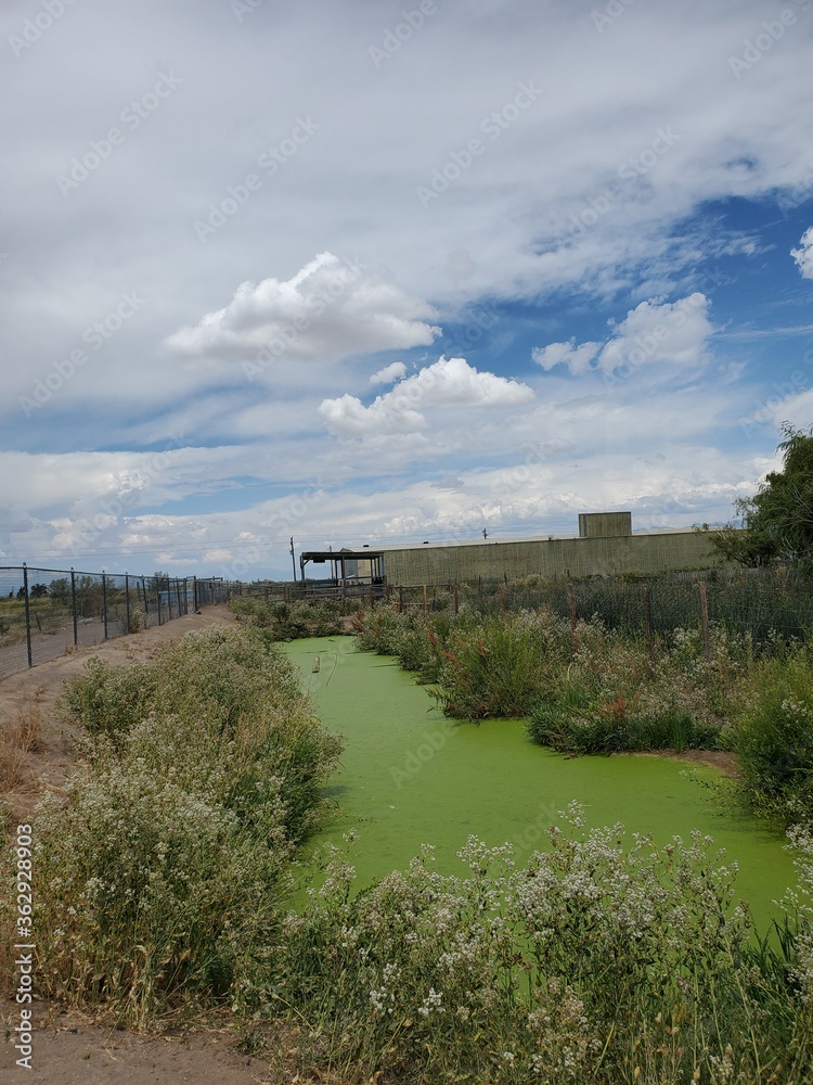 Fototapeta premium Algae covered body of water