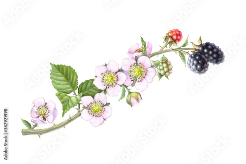 Hand drawn Pencil Illustration of a Blackberry Branch with Leaves, Flowers and Berries, Isolated on White