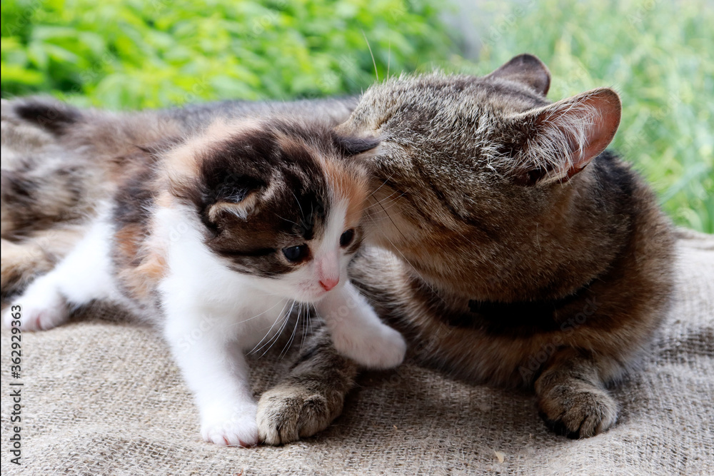 Fototapeta premium Mom cat walking with little kitten. cat family outdoors