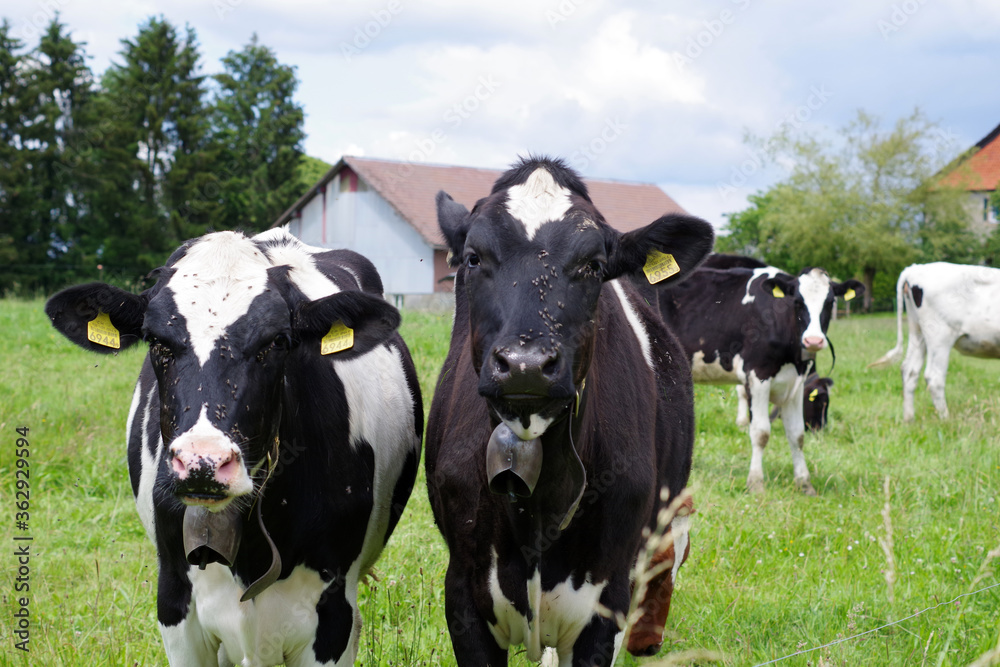 Vaches laitières noires et blanches avec une cloche, Suisse Vaches laitières noires et blanches avec une cloche, Suisse