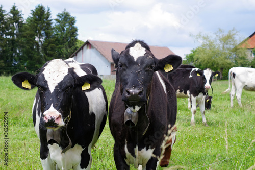 Vaches laitières noires et blanches avec une cloche, Suisse © Clemence Béhier