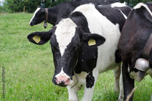 Vaches laitières noires et blanches avec une cloche, Suisse © Clemence Béhier