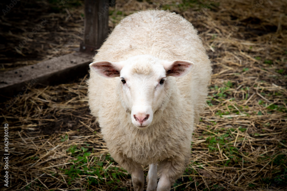 Naklejka premium Mouton blanc