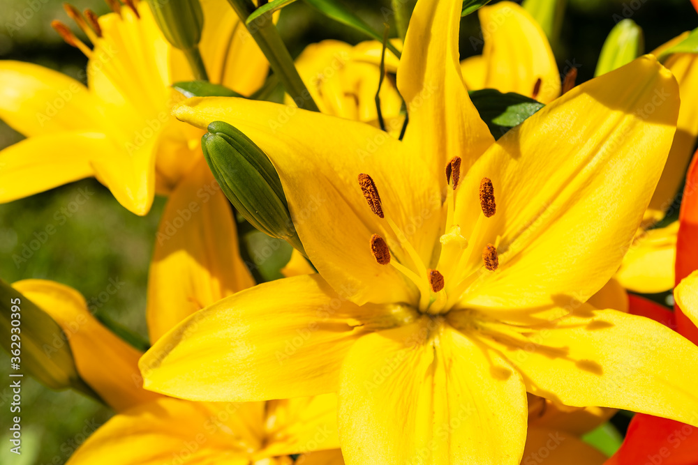 Beautiful yellow lillies in the garden