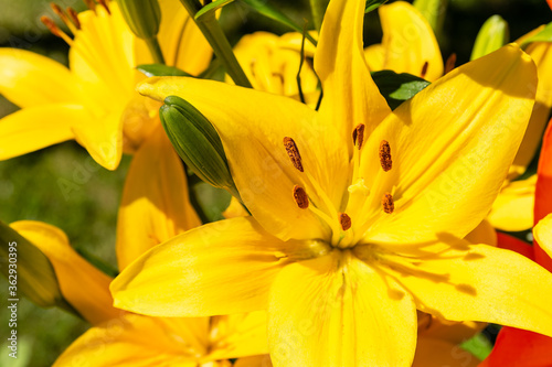 Obraz na płótnie Beautiful yellow lillies in the garden w salonie