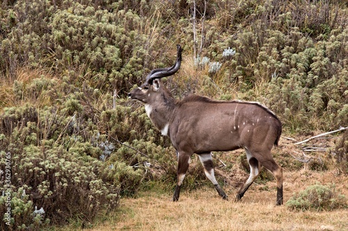 Mountain Nyala   Tragelaphus Buxtoni   .Very rare African ungulate. Bale National Park. Ethiopia. Africa.