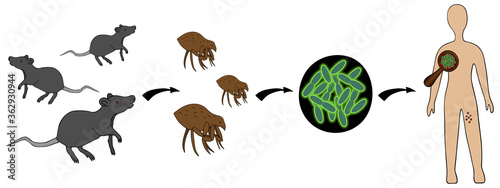 Bubonic plague. The scheme of infection with the plague bacterium: rat - flea - man. Vector illustration. Outline on an isolated white background. The path of infection is a dangerous disease. Science