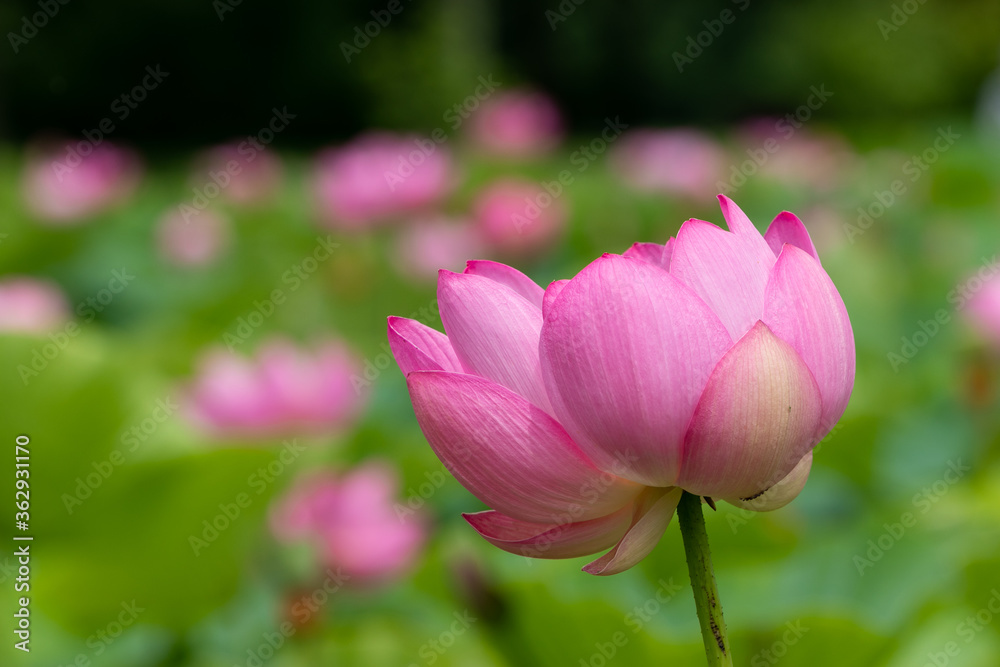 蓮の花　埼玉県行田市　日本