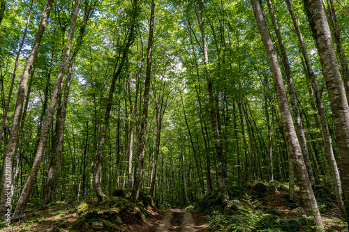Bosque de hayas en el parque natural de La Garrotxa conocida como 