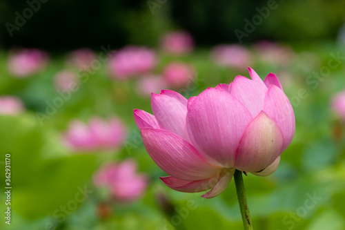 蓮の花　埼玉県行田市　日本